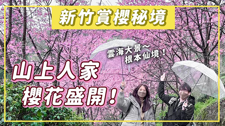 新竹賞櫻秘境！開滿櫻花的山上人家，下雨也爆美！櫻花、雲海、霧迷森林根本仙境｜KKday - 天天要聞