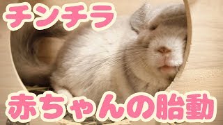 チンチラ赤ちゃんの胎動【チンチラお産記録】