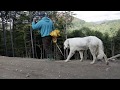 Ciobănesc de pirinei & bucovina | Lupii atacă | Munţii Maramureşului - video 2018