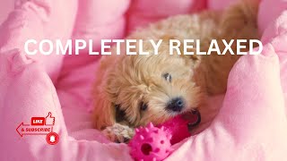 Best Sounds for puppy, soothing dog sounds for anxiety, completely relax, peaceful, calm your dog by TimeToRelax 118 views 1 year ago 10 hours, 9 minutes