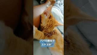 パパの腕枕で眠りについた可愛すぎる赤ちゃん猫…♡#shorts #short #cat #ねこ #猫