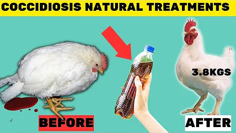 MY BEST NATURAL TREATMENTS FOR COCCIDIOSIS IN BROILERS, LAYERS AND LOCAL CHICKEN