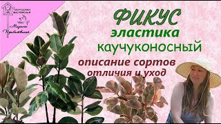 Фикус эластика (каучуконосный). Описание сортов.