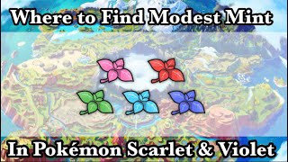 Where To Find The Modest Mint in Pokémon Scarlet and Violet BEFORE the Post Game!