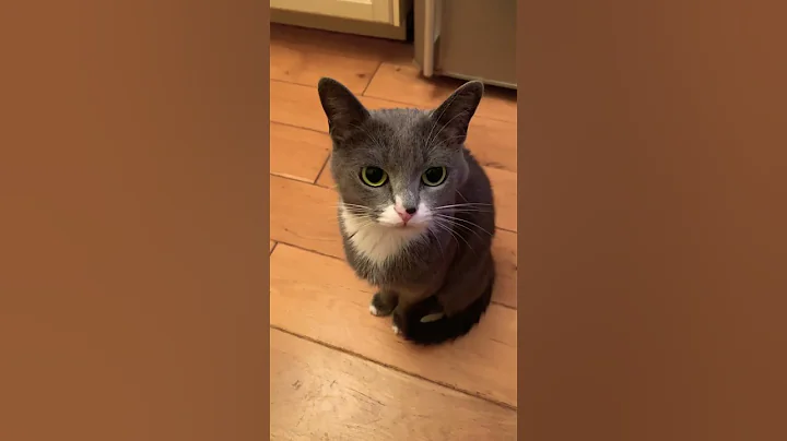 Video 7948551: cats catlover funny meow, meow catlover animals funny, catlover meow funny cute