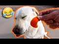 Dog Has Hilarious Reaction To Eating An Orange 😂 (Try Not To Laugh)