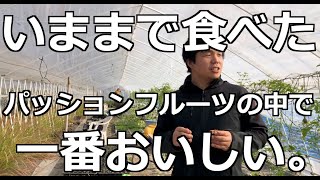 パッションフルーツ農家で食べさせて貰ったパッションフルーツがこれまでの人生で一番の衝撃的な美味しさだった…