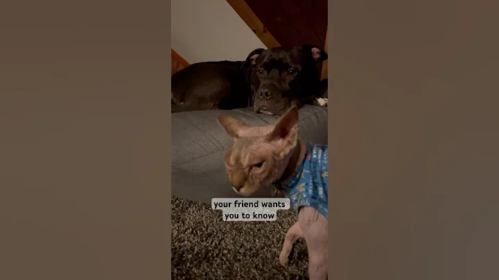 Video 8141231: sphynx kitten catlover pets, sphynx cat cutecat kitten, cat pets sphynx dog, cutecats furry, cute pets