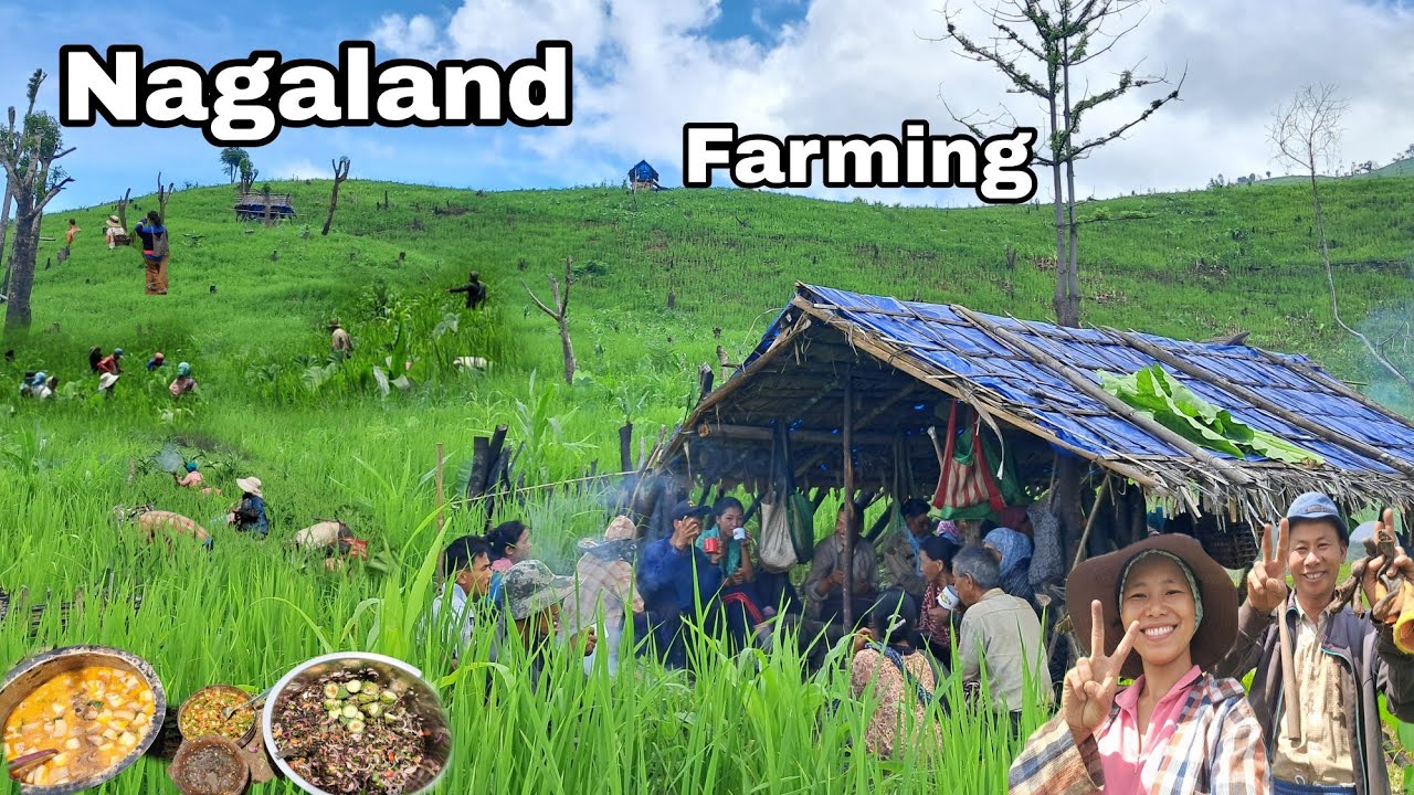 KEHUN LOW // REAL BEAUTY OF NAGALAND FARMING // HOW BEAUTIFUL IT IS 😍JHUM FIELD @Sharon Kesen