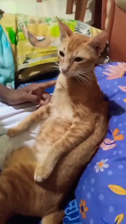 woi lagi santai kawan! #shotrs #shortvideo