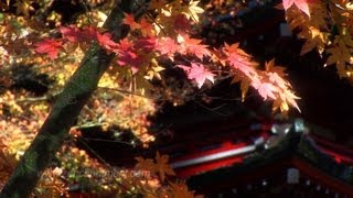 Zen Garden - Autumn Meditation, Mindfulness, Relaxation
