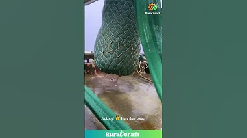 INSANE Fish Flood! Is This OVERFISHING?! SHOCKING Catch Caught on Camera! 🤯 #overfishing