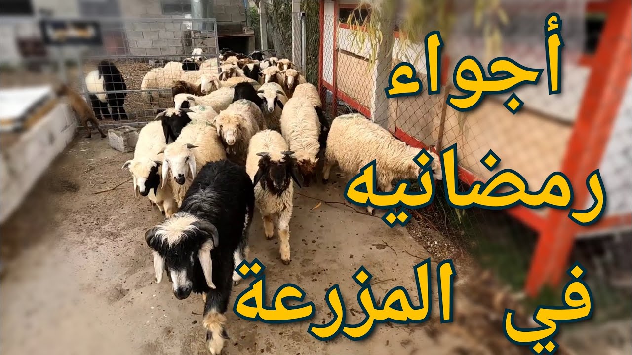 أجواء رمضان في المزرعة، حساب كمية مقابل زيادة وزن الخراف ، ترتيب الحديقة و تلقيح الخراف (182)
