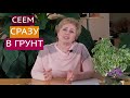 КАКИЕ ЦВЕТЫ ПОСЕЯТЬ В ОТКРЫТЫЙ ГРУНТ?