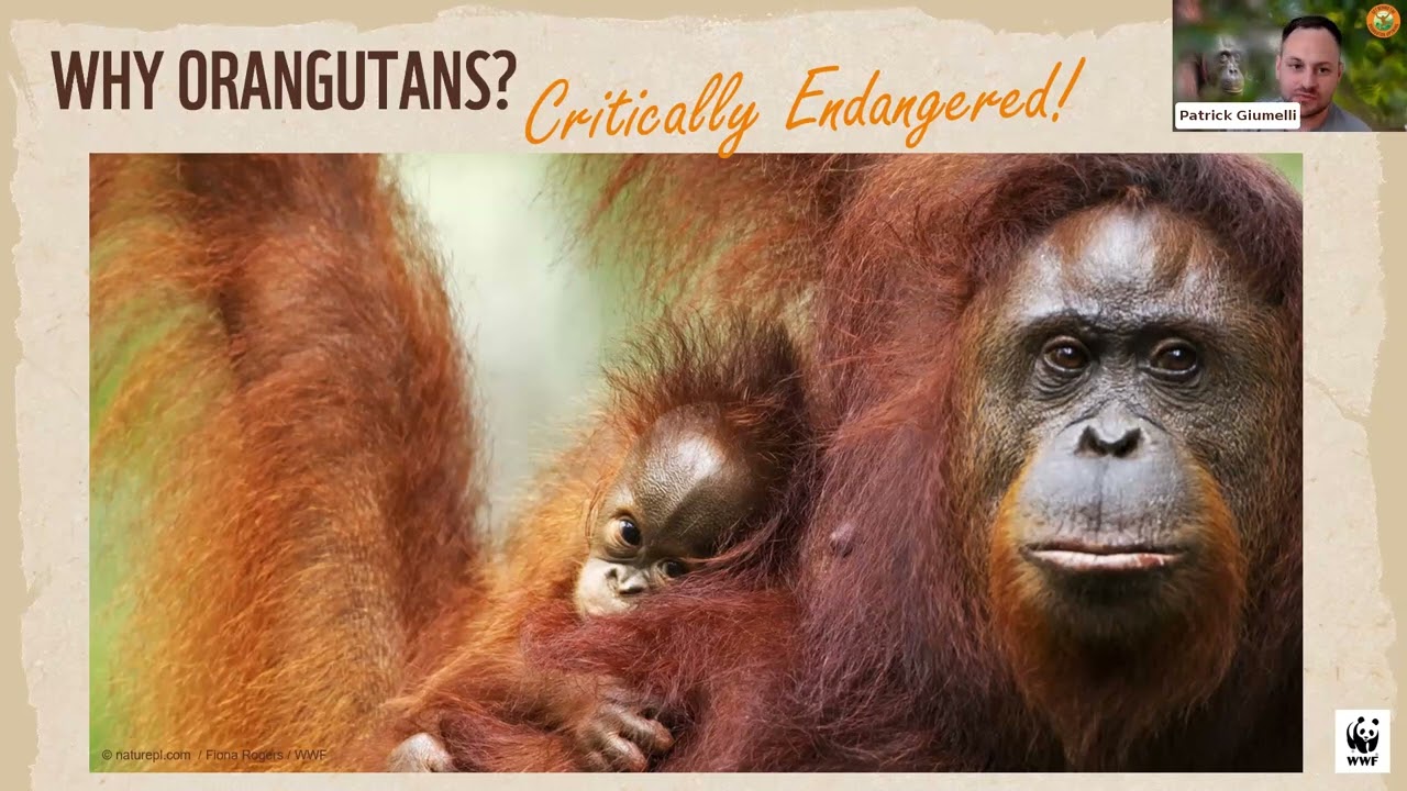 Patrick’s field notes: Wild orangutans of Borneo | WWF-Australia