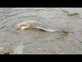 Best Hand Fishing l Village Men Fish Catching By Hand From Mud Water in The Pond/Traditional Fishing