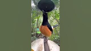 Melatih mental murai batu di hutan bertemuh lawanya yg sangat galak.. #muraibatuborneo