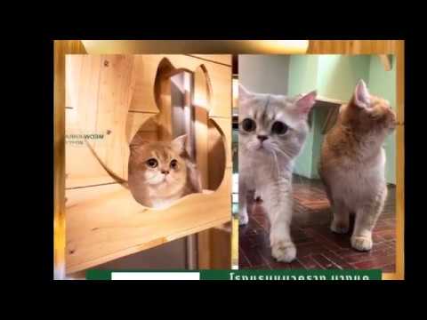 โรงแรมแมวคราง บางแค  cat hotel | เนื้อหาที่เกี่ยวข้องโรงแรม บางแคที่สมบูรณ์ที่สุด