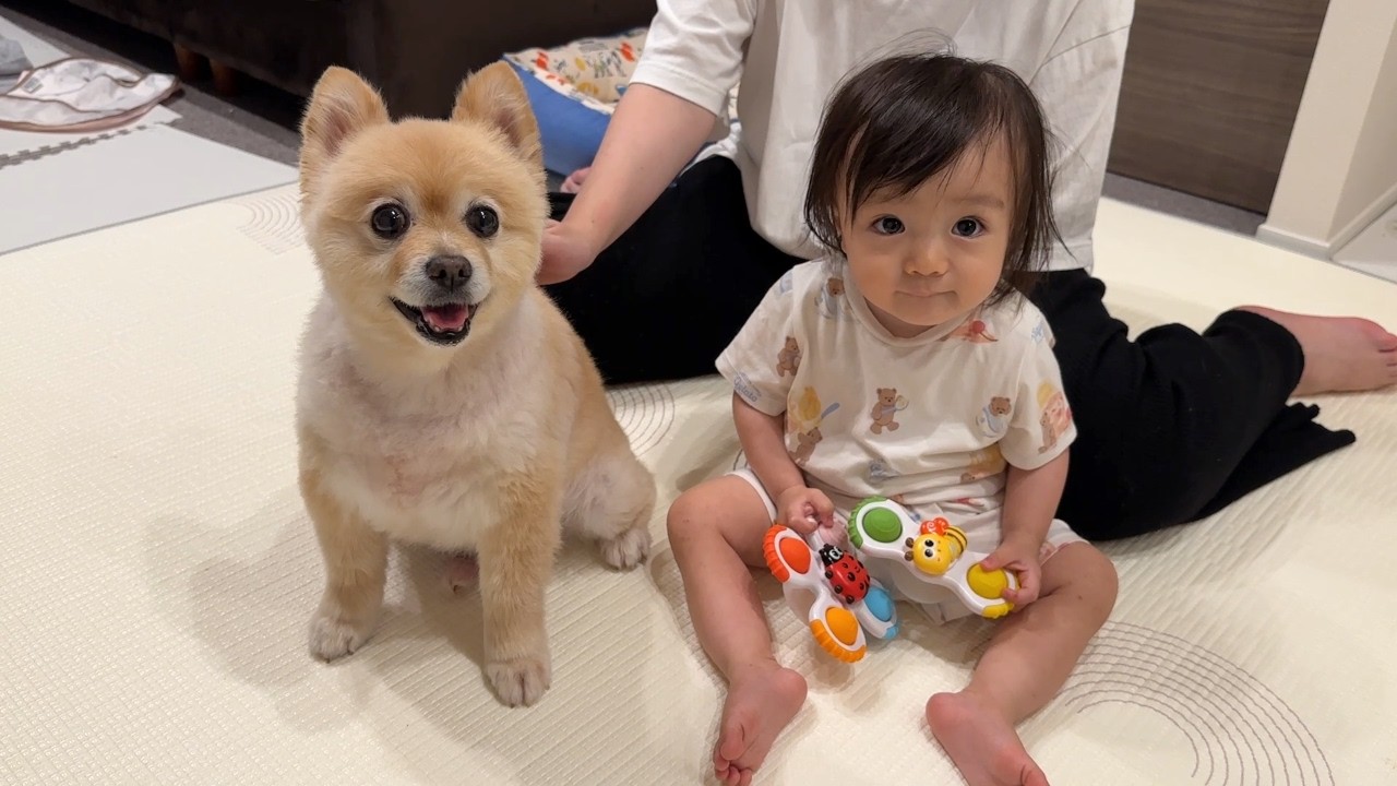 お昼寝から目覚めてご機嫌のポメラニアンが可愛過ぎました…