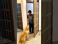 Ye shochta hai kahi mai chala ja jau ❤️🥹 #goldenretiever #doglover