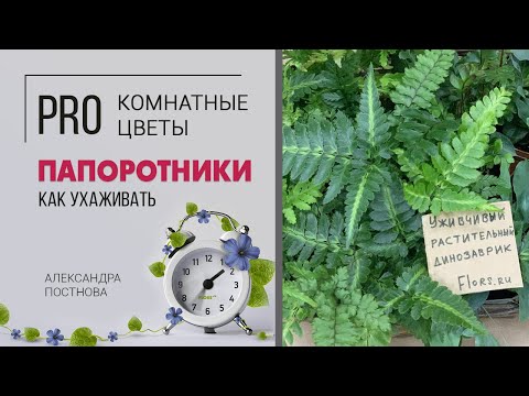 Папоротники - растения, которые пережили динозавров. Как подружиться с папоротниками и обзор сортов.