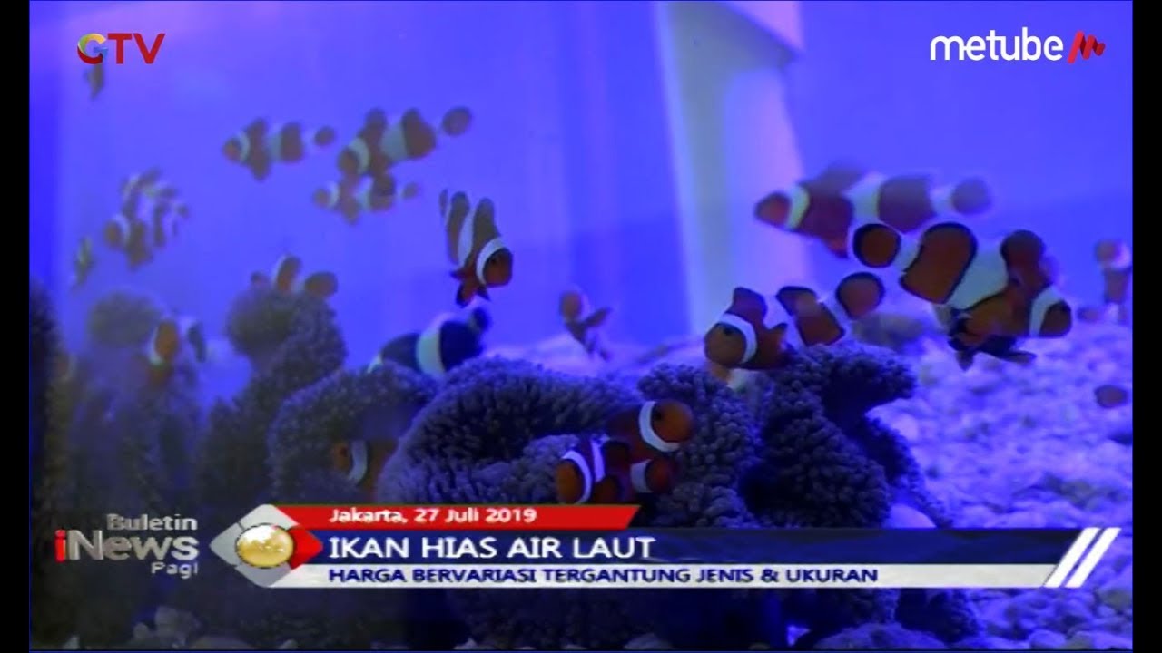 47+ Memelihara Ikan Air Laut Di Akuarium Terbaik