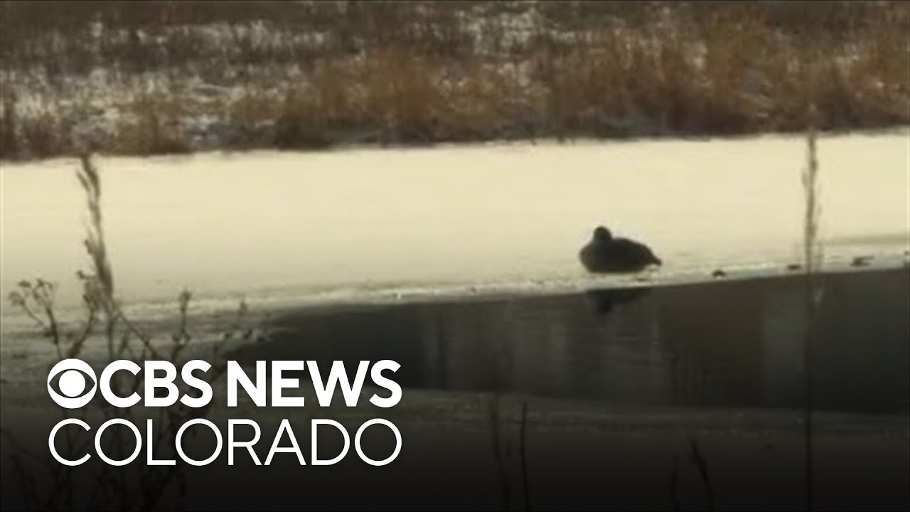 Neighbors rescue woman from Windsor pond after dogs fall through ice