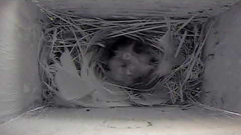 Violet Green Swallows feeding young hatchlings - narrated 2016