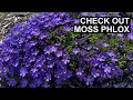Plant moss phlox for a dazzling display 