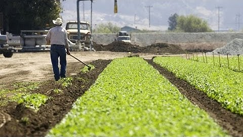 MIT engineers bomb-detecting spinach plants