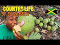 BREADFRUIT HARVEST IN JAMAICA BREADFRUIT HARVEST IN JAMAICA