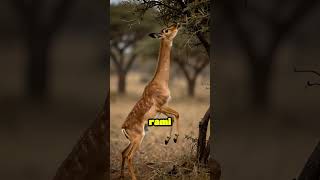 L'equilibrio impossibile del gerenuk #wildlife #animals #shorts