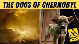 Dogs of Chernobyl - Wild dogs in radioactive forests! by DogCastTv 313 views 4 months ago 5 minutes, 47 seconds