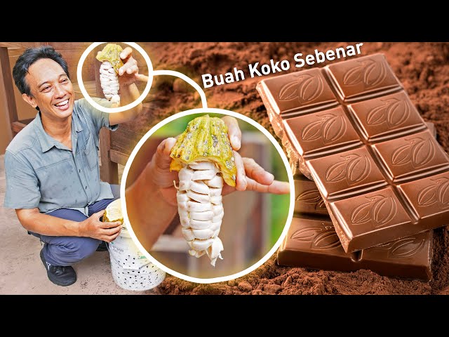 Proses Pembuatan COKLAT, Dari Buah ke Bar di Lee's Cocoa | Buatan Malaysia class=