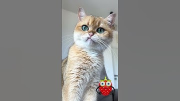 When the cat meets the WOWCube… total chaos 😹🧊💥 #petfun #wowcube