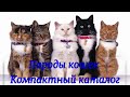 Породы кошек Компактный каталог Cat Breeds Compact catalog