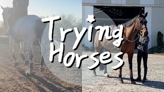 Trying Out Horses  shopping for my second horse