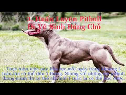 Video: Cách huấn luyện chó pit bull