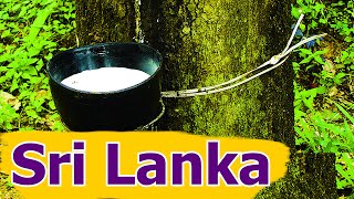 The natural rubber industry in Sri Lanka