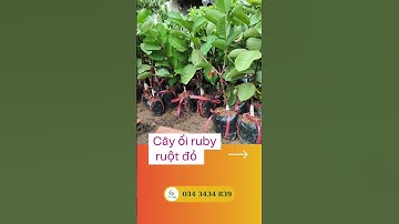Ổi ruby ruột đỏ đẹp tại TiênFarm| 0343434839