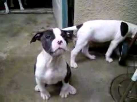 american bulldog cross puppies