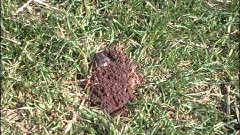 Gopher Aboveground