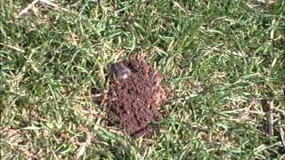 Gopher Aboveground