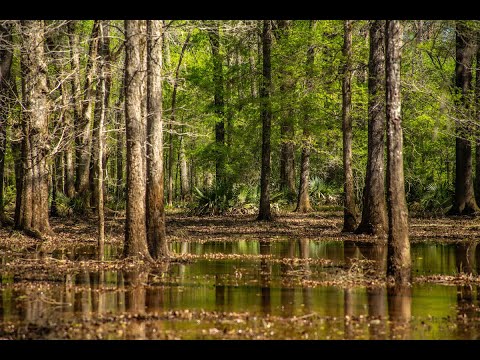 The Pines at Boggy Creek | Texas Ranch for Sale