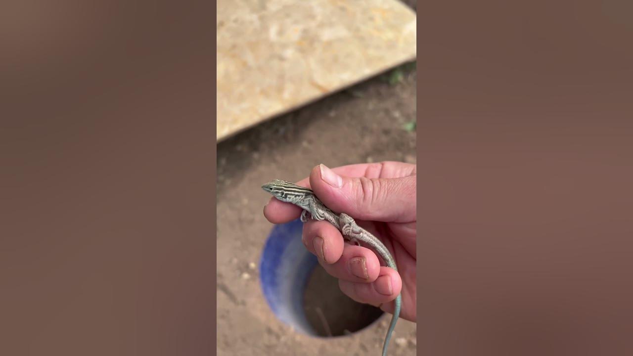 How to make a diy lizard trap!!!! “Very Easy” 