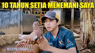 THE HISTORY OF THE OLDEST PIGEON IN MY PIGEON COOP