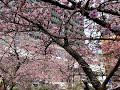 Atami Cherry-blossom Festival 2023 / あたみ桜糸川桜まつり2023