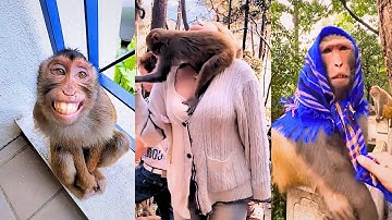 Animals can