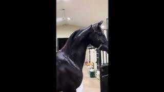 Roar Like an Arabian Horse 🐎🔥 | Unleash the Power, Grace, and Spirit Within