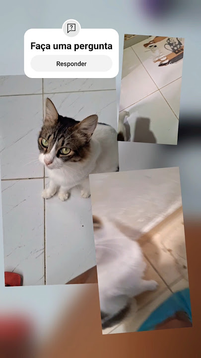 #gateiraporamor #gatosderua #gateirabaixarenda
